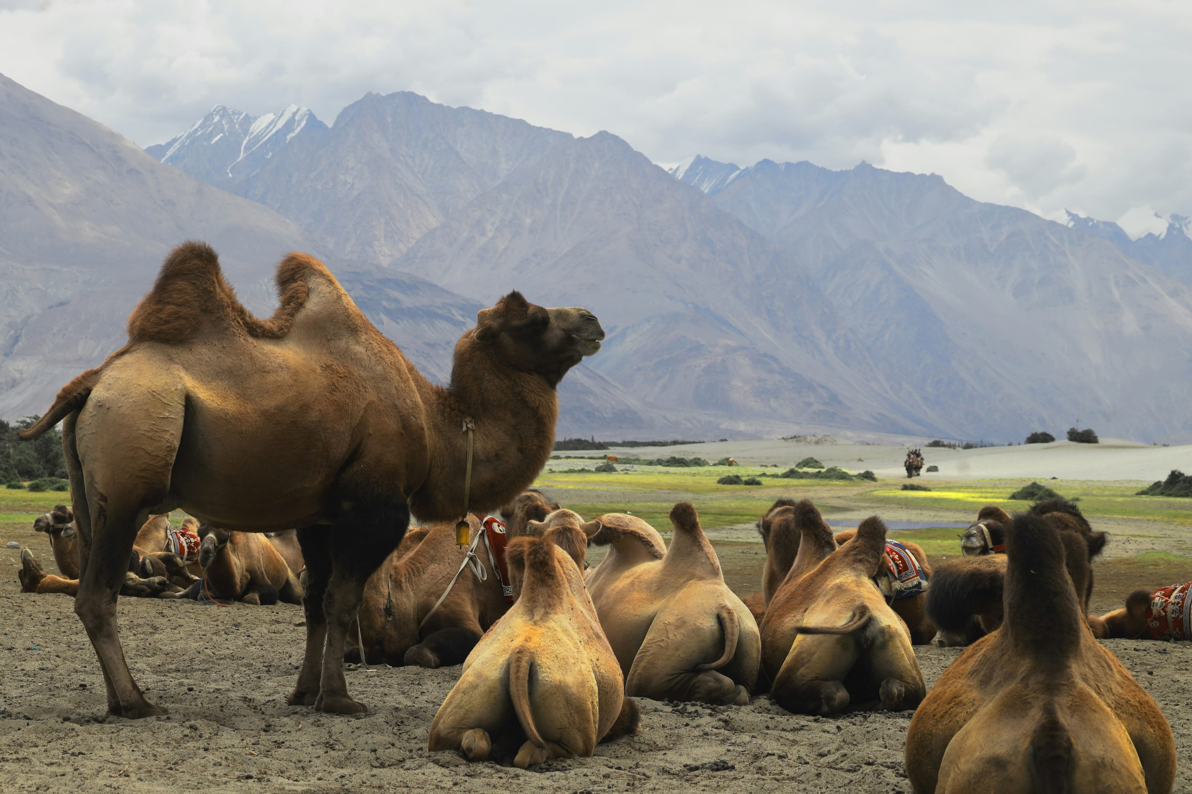 Nubra Valley, Ladakh